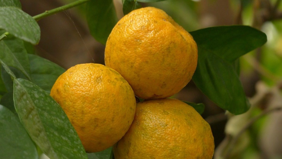 Naranja amarga de sevilla