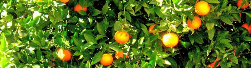 ¿Qué vitaminas aporta la naranja?